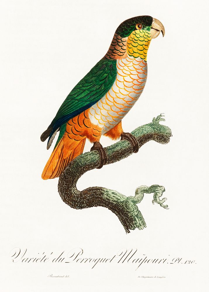 The Black-Headed Parrot, Pionites melanocephalus from Natural History of Parrots (1801&mdash;1805) by Francois Levaillant.…