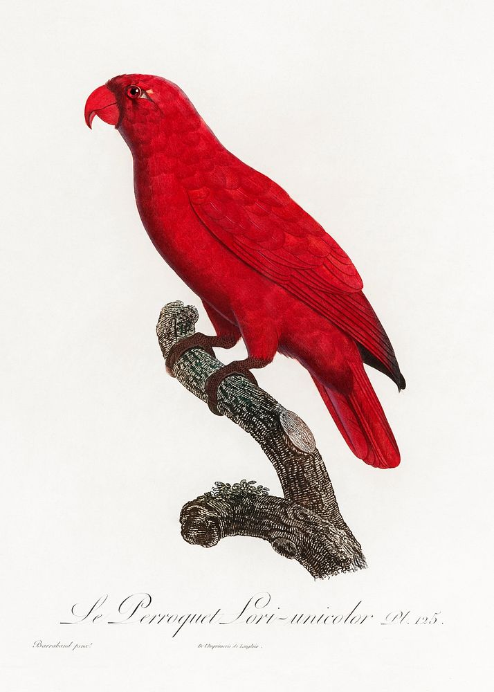 The Cardinal Lory, Chalcopsitta cardinalis from Natural History of Parrots (1801&mdash;1805) by Francois Levaillant.…
