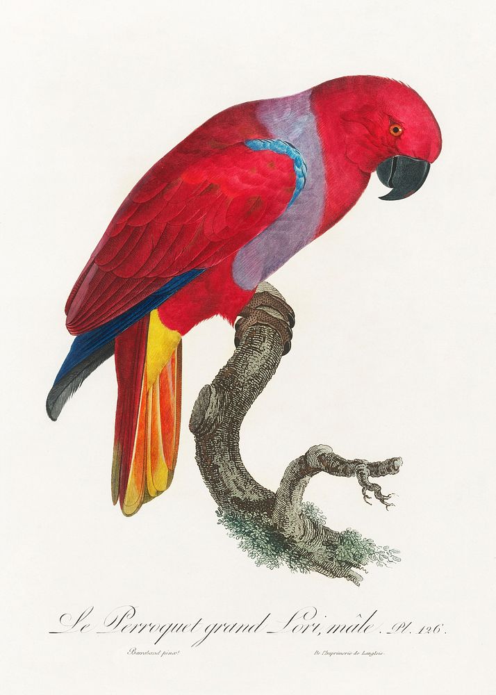 The Eclectus Parrot, Eclectus roratus, male from Natural History of Parrots (1801&mdash;1805) by Francois Levaillant.…