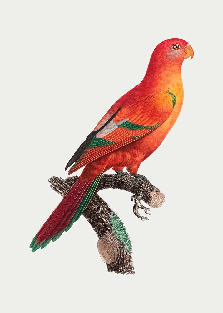 The Crimson shining parrot illustration