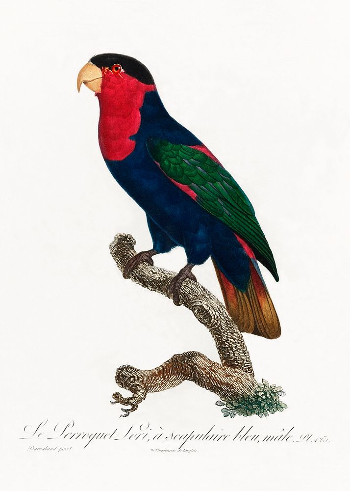 The Black-Capped Lory, Lorius lory from Natural History of Parrots (1801&mdash;1805) by Francois Levaillant. Original from…