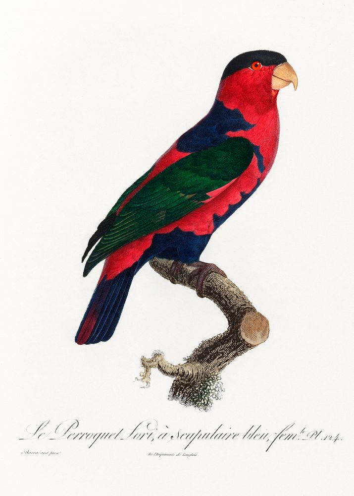 The Black-Capped Lory (Lorius lory) from Natural History of Parrots (1801&mdash;1805) by Francois Levaillant. Original from…