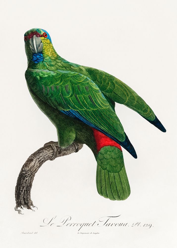 The Festive Amazon, Amazona festiva from Natural History of Parrots (1801&mdash;1805) by Francois Levaillant. Original from…