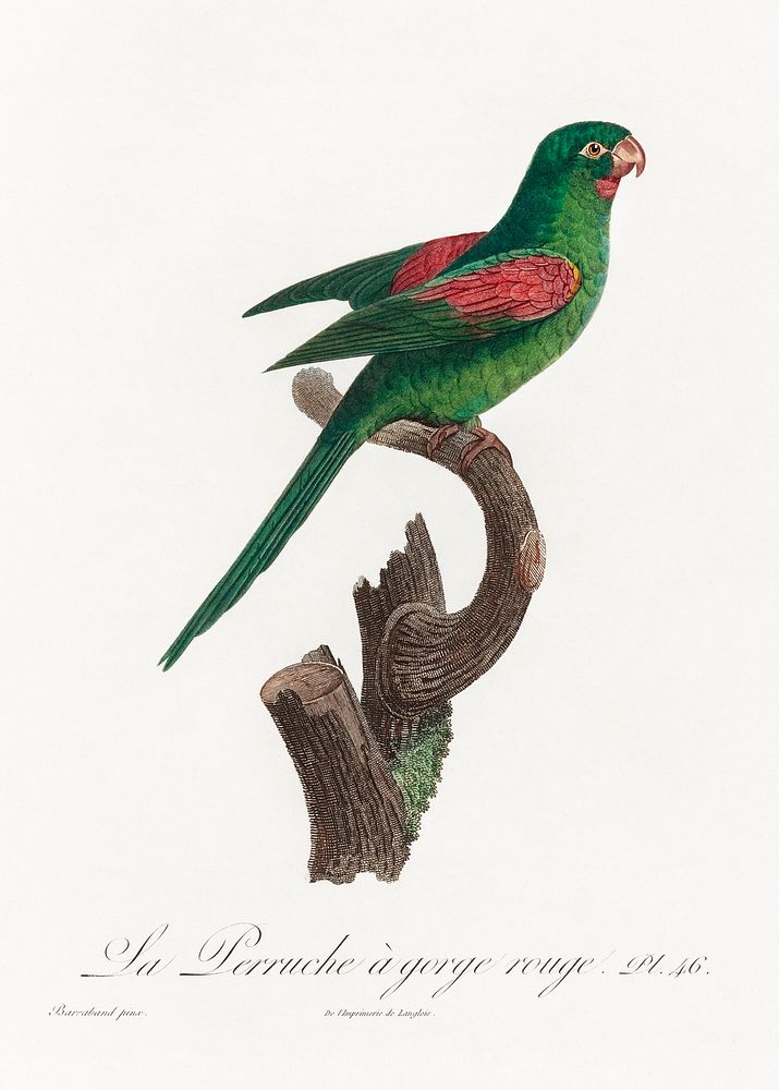 The Red-Throated Parakeet, Psittacara rubritorquis from Natural History of Parrots (1801&mdash;1805) by Francois Levaillant.…