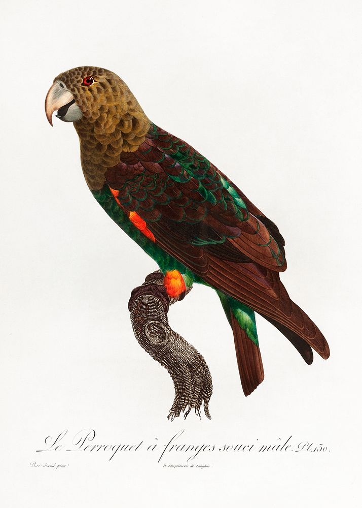 The Brown-Necked Parrot, Poicephalus fuscicollis from Natural History of Parrots (1801&mdash;1805) by Francois Levaillant.…