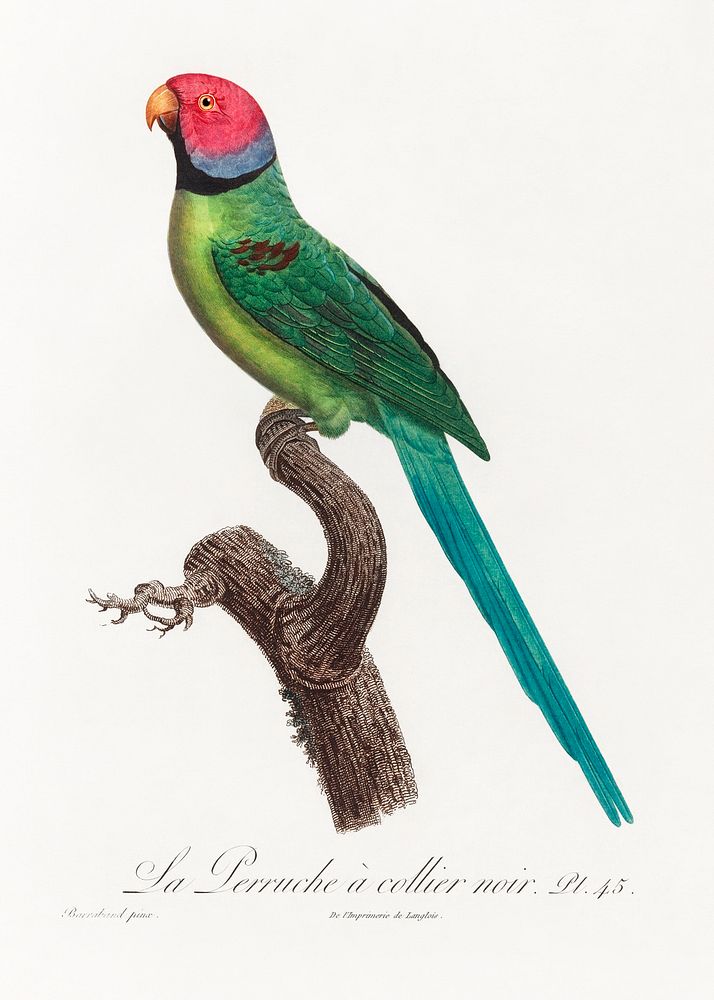 The Rose-Ringed Parakeet, Psittacula krameri from Natural History of Parrots (1801&mdash;1805) by Francois Levaillant.…