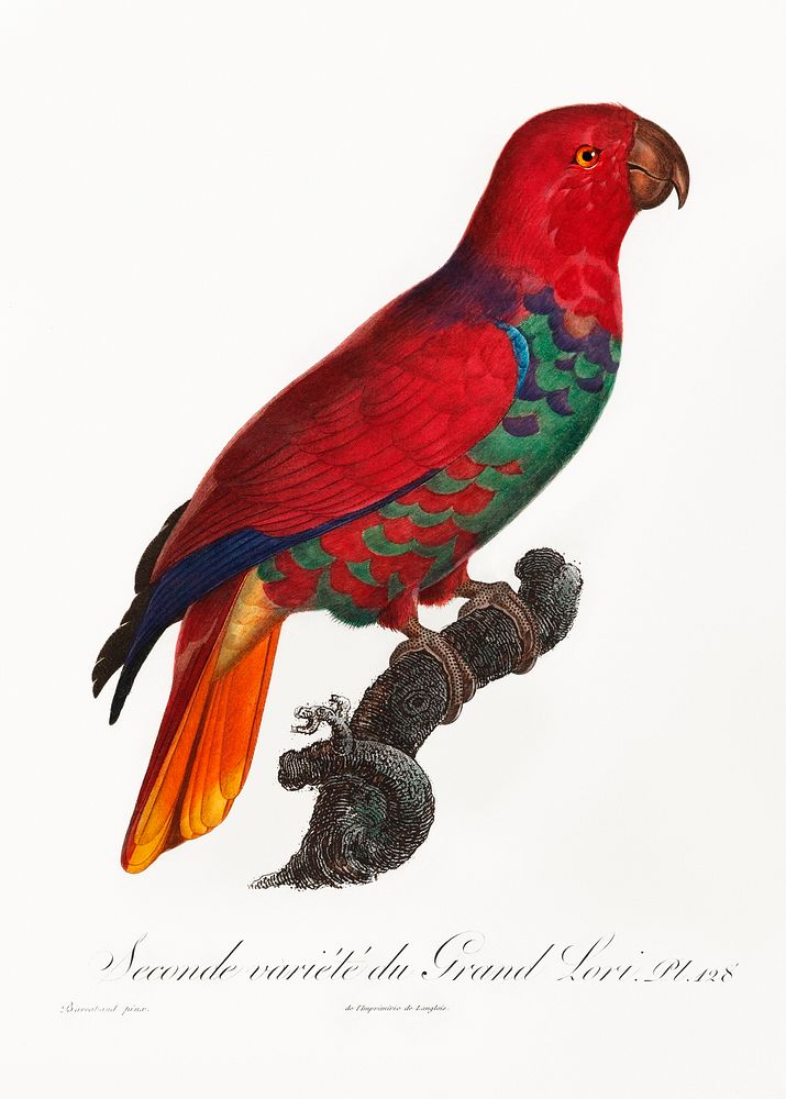 The Eclectus Parrot, Eclectus roratus from Natural History of Parrots (1801&mdash;1805) by Francois Levaillant. Original…