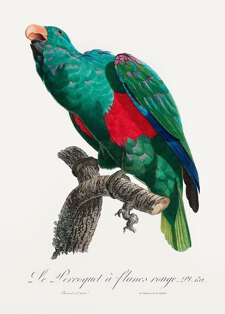 The Eclectus Parrot, Eclectus roratus from Natural History of Parrots (1801&mdash;1805) by Francois Levaillant. Original…