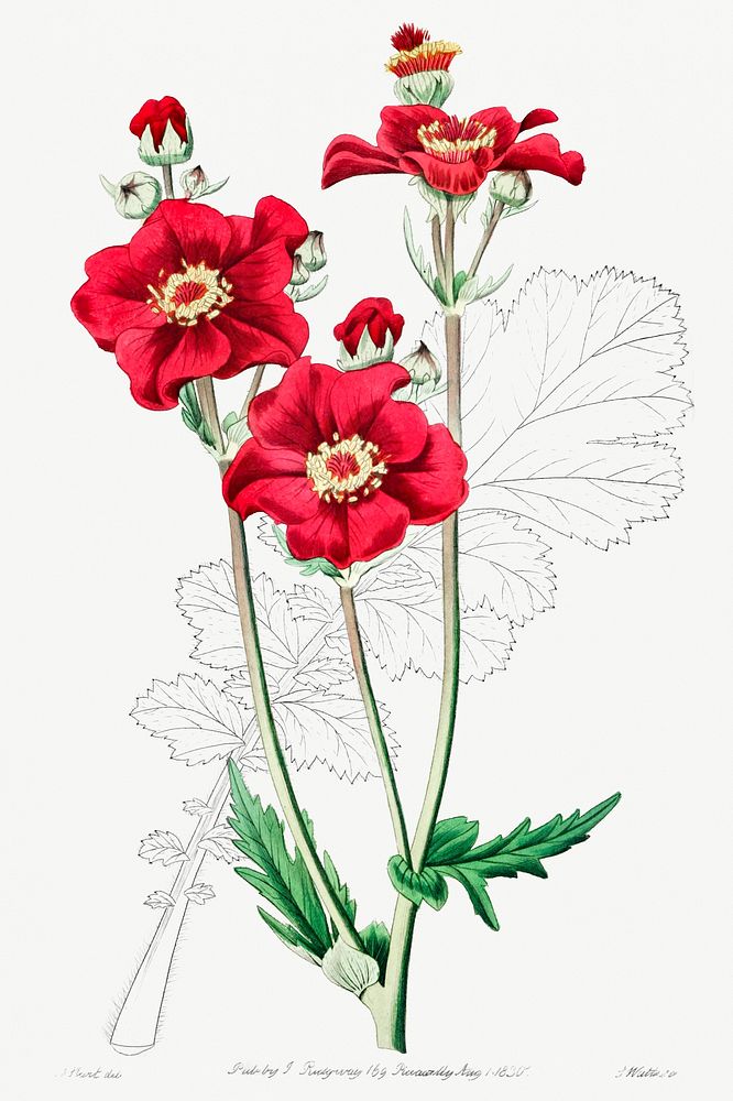 Chilian Guem from Edwards&rsquo;s Botanical Register (1829&mdash;1847) by Sydenham Edwards, John Lindley, and James Ridgway.