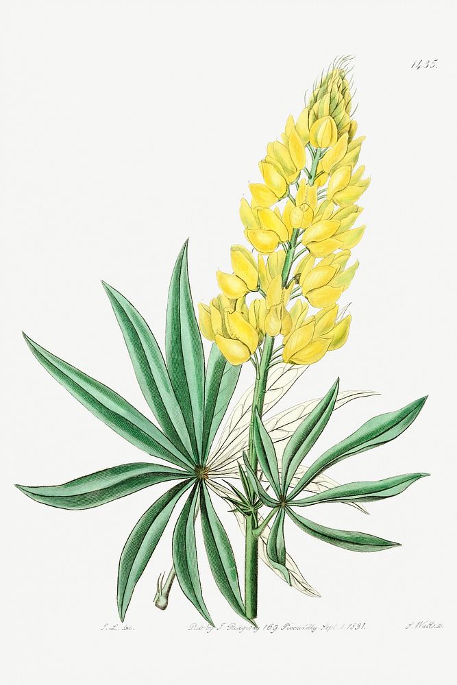 Yellow perennial lupine from Edwards&rsquo;s Botanical Register (1829&mdash;1847) by Sydenham Edwards, John Lindley, and…