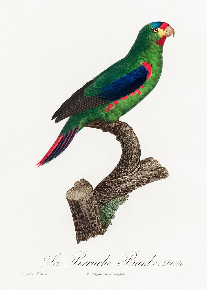 The swift parrot, Lathamus discolor from Natural History of Parrots (1801&mdash;1805) by Francois Levaillant. Original from…