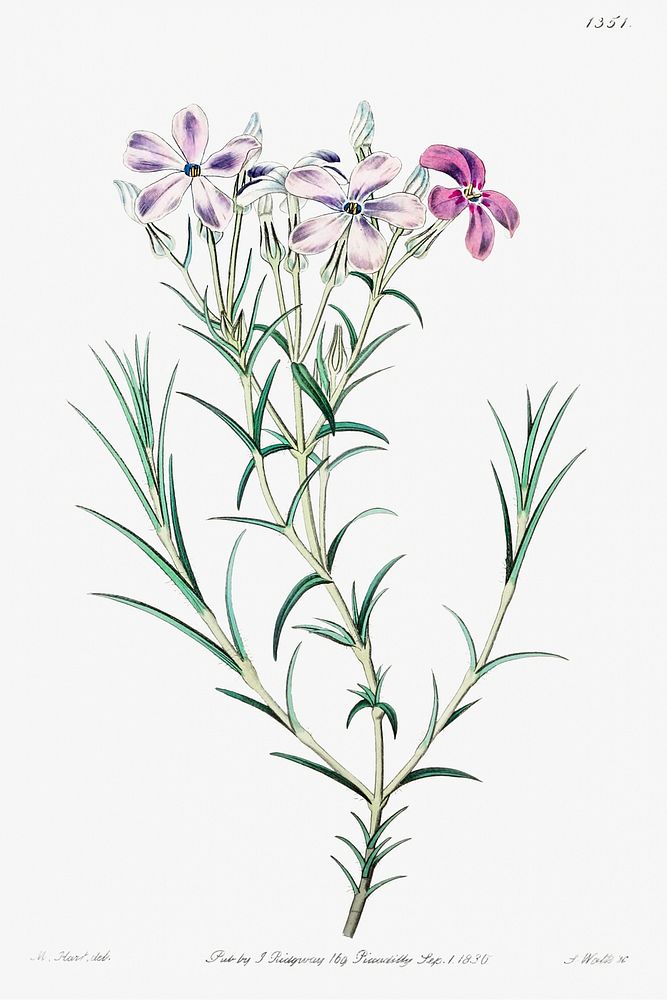 Shewy phlox from Edwards&rsquo;s Botanical Register (1829&mdash;1847) by Sydenham Edwards, John Lindley, and James Ridgway.