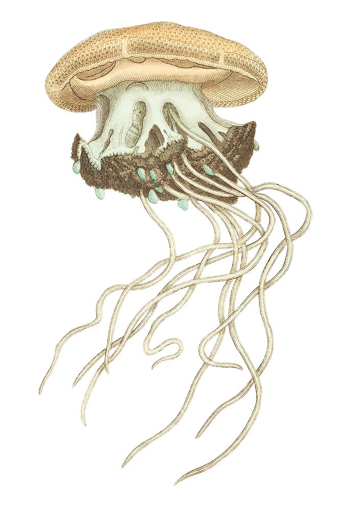 Crown Jellyfish (Cephean medusa) illustration from The Naturalist's Miscellany (1789-1813) by George Shaw (1751-1813)