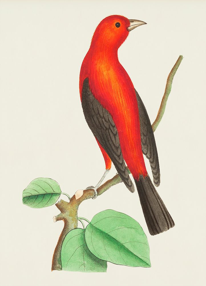 Brasilian tanager illustration from The Naturalist's Miscellany (1789-1813) by George Shaw (1751-1813)