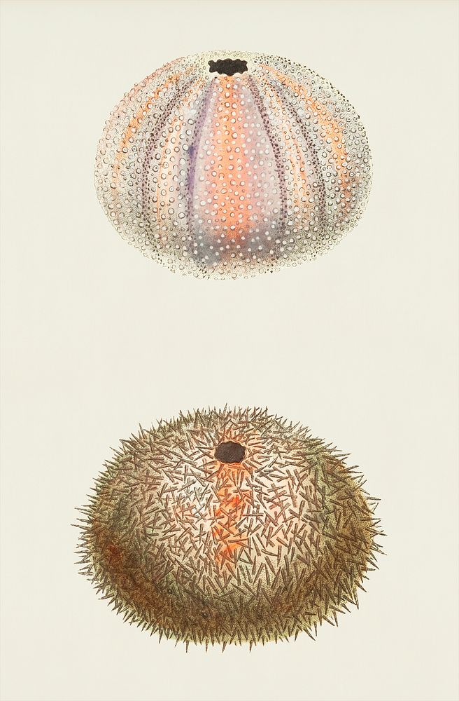 Esculent echinus or sea urchin illustration from The Naturalist's Miscellany (1789-1813) by George Shaw (1751-1813)