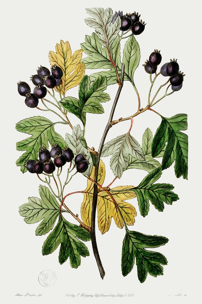 Broad-leaved thorn from Edwards&rsquo;s Botanical Register (1829&mdash;1847) by Sydenham Edwards, John Lindley, and James…