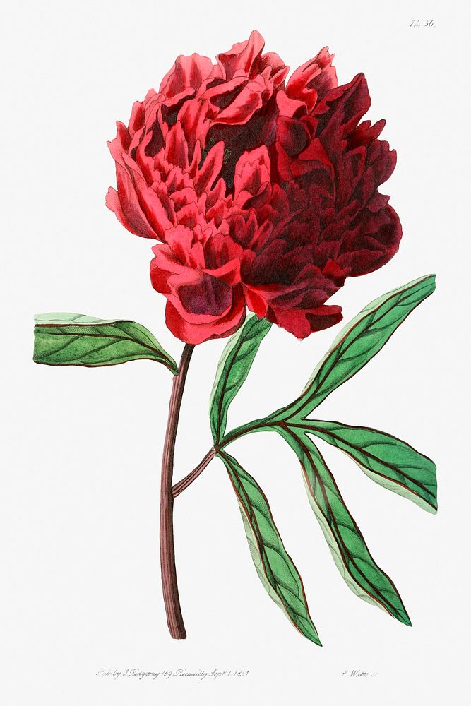 Pott's Chinese peony from Edwards&rsquo;s Botanical Register (1829&mdash;1847) by Sydenham Edwards, John Lindley, and James…