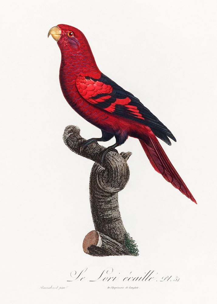 The Violet-Necked Lory, Eos squamata from Natural History of Parrots (1801&mdash;1805) by Francois Levaillant. Original from…