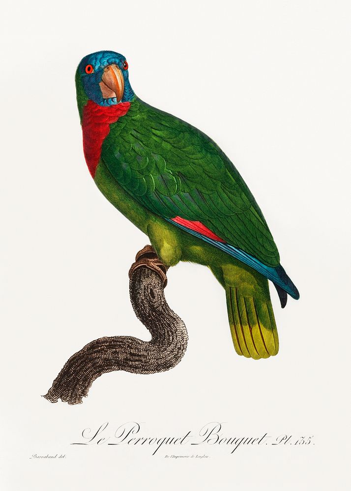 The Red-Necked Amazon, Amazona arausiaca from Natural History of Parrots (1801&mdash;1805) by Francois Levaillant. Original…