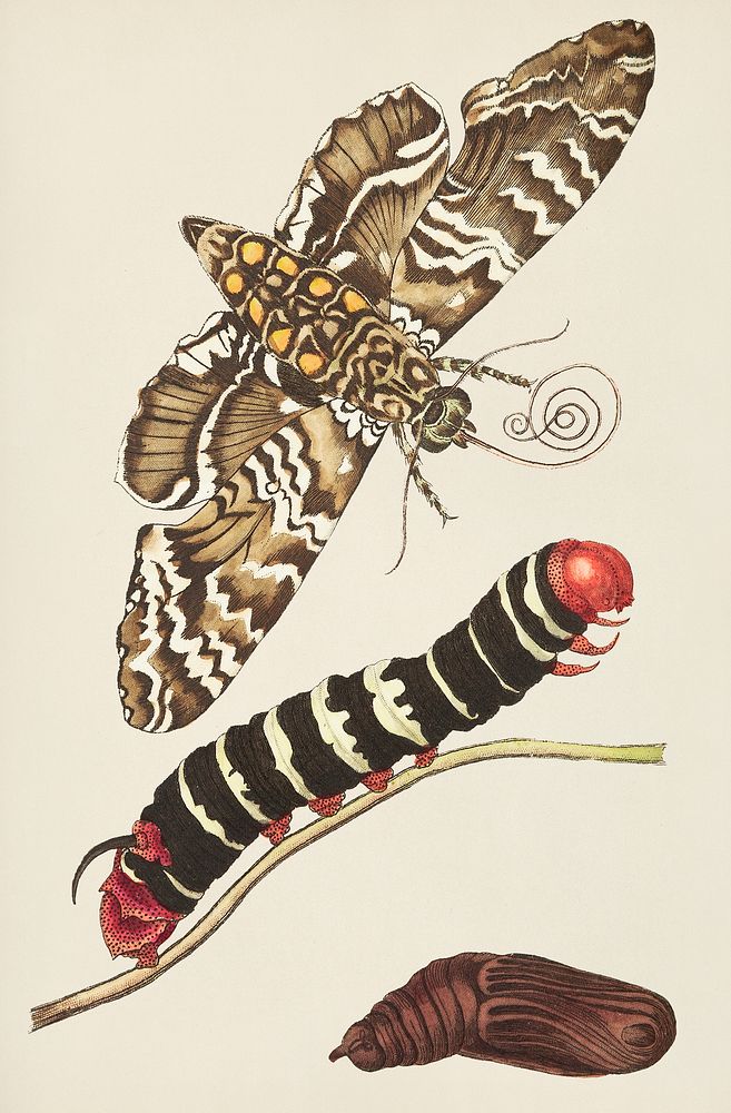 Transformation of Cassava sphinx illustration from The Naturalist's Miscellany (1789-1813) by George Shaw (1751-1813)