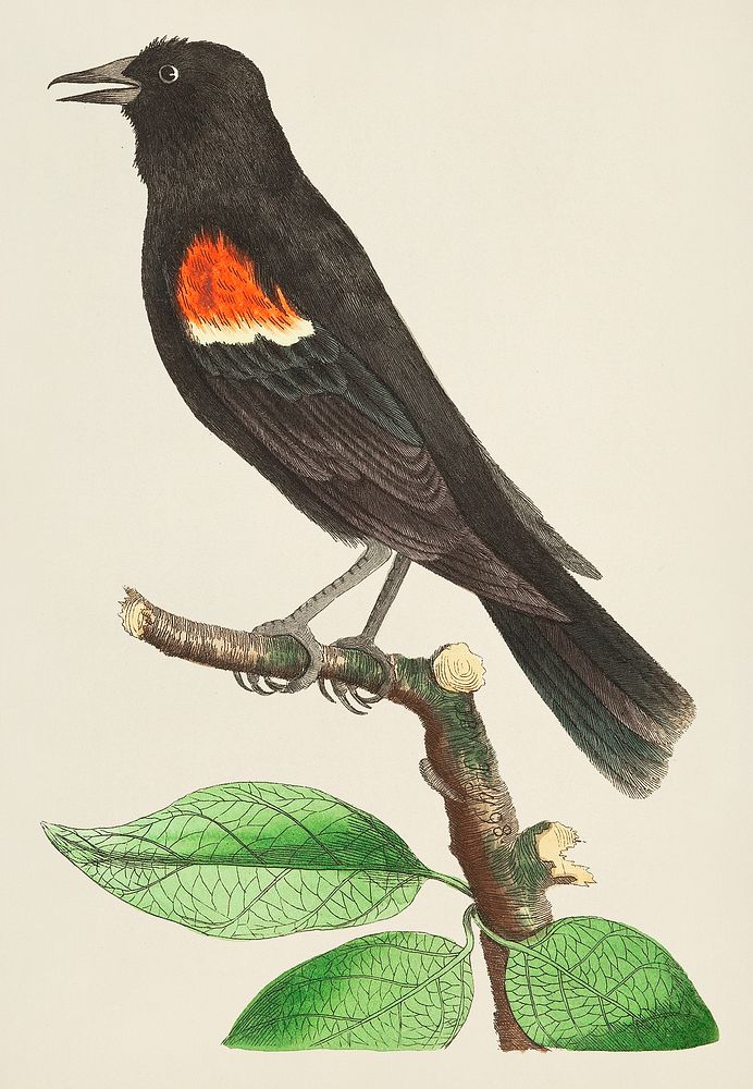 Red-shouldered oriole or Red-winged starling illustration from The Naturalist's Miscellany (1789-1813) by George Shaw (1751…