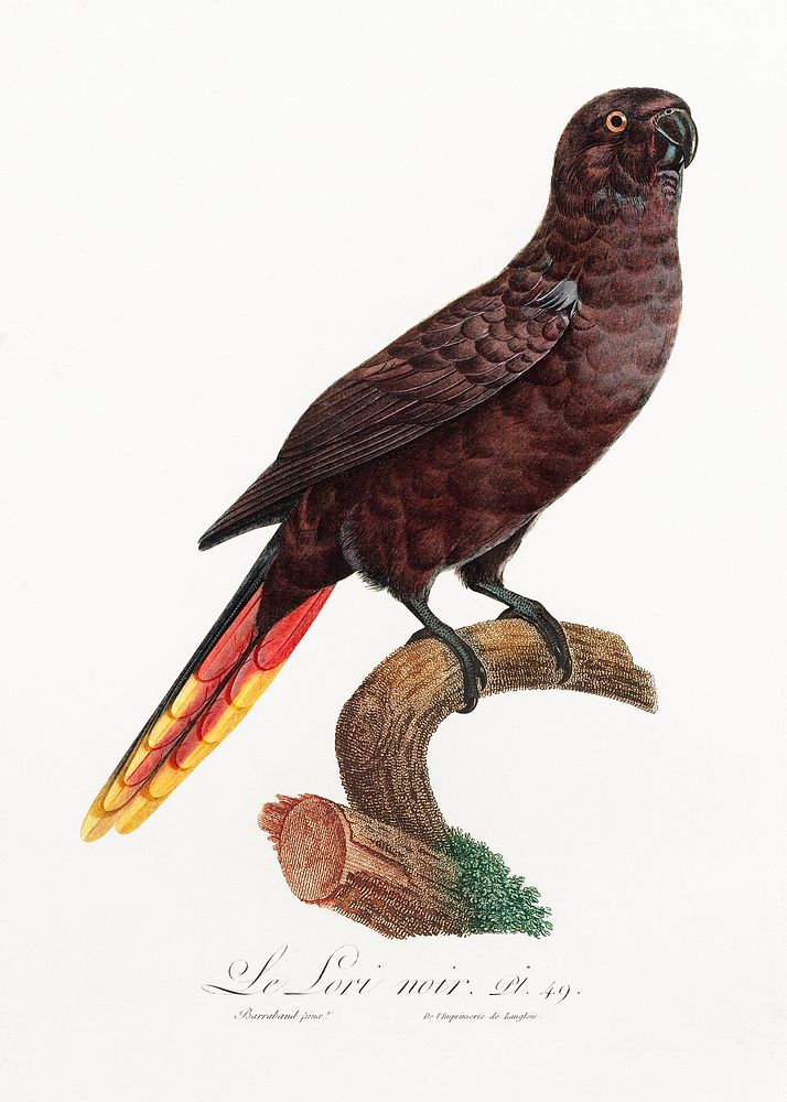 The Black Lory, Chalcopsitta atra from Natural History of Parrots (1801&mdash;1805) by Francois Levaillant. Original from…