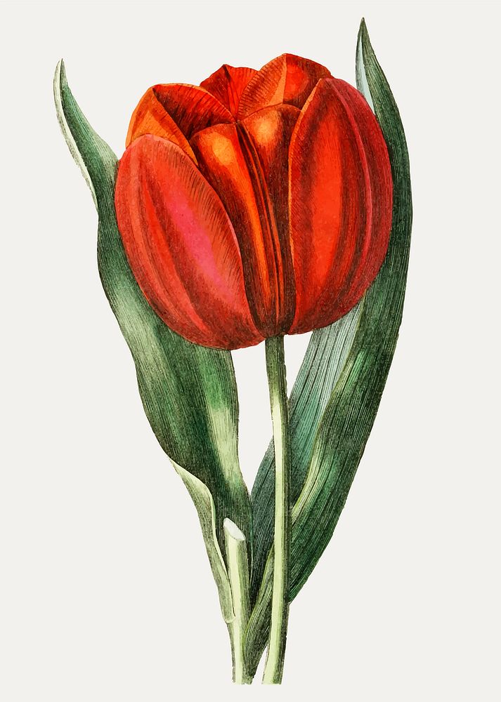 Vintage Gesner's tulip branch for decoration