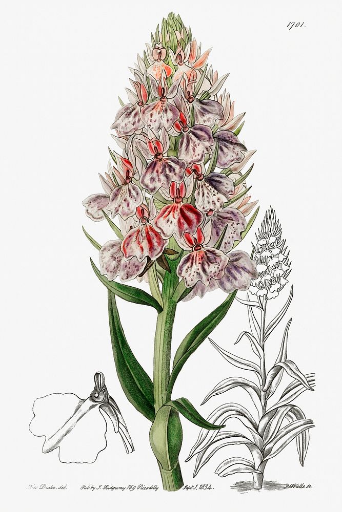 Leafy spiked orchis from Edwards&rsquo;s Botanical Register (1829&mdash;1847) by Sydenham Edwards, John Lindley, and James…