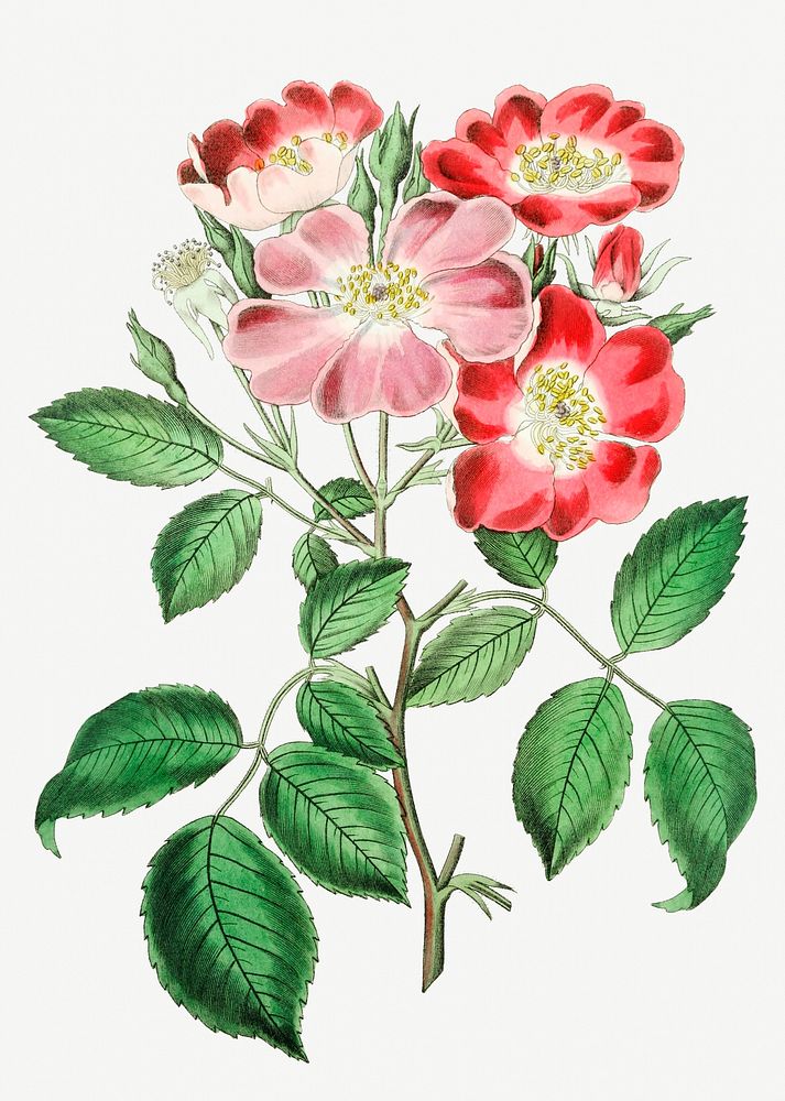 Vintage rose clare flower branch for decoration