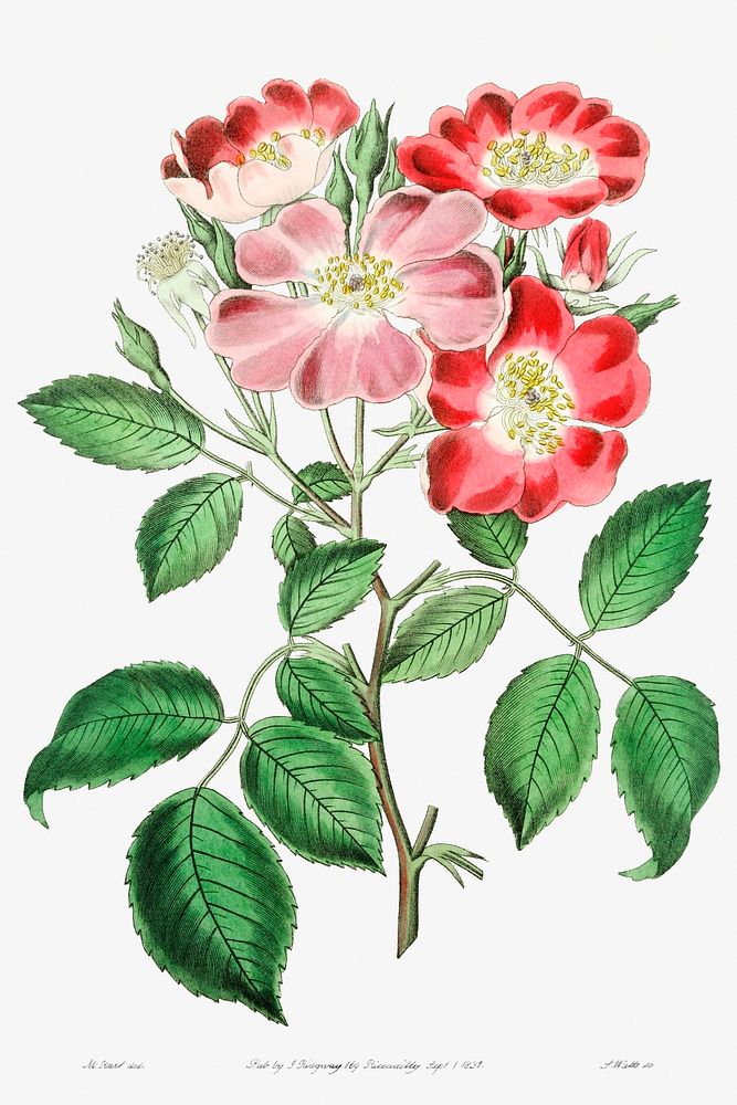 Rose clare from Edwards&rsquo;s Botanical Register (1829&mdash;1847) by Sydenham Edwards, John Lindley, and James Ridgway.