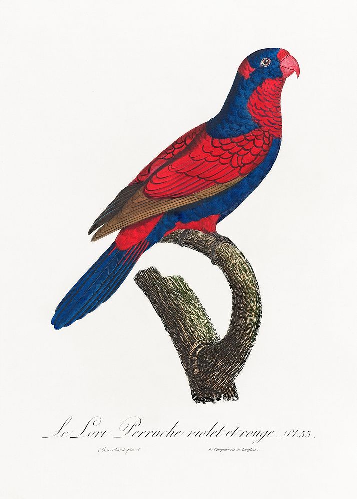 The red-and-blue lory, Eos histrio from Natural History of Parrots (1801&mdash;1805) by Francois Levaillant. Original from…