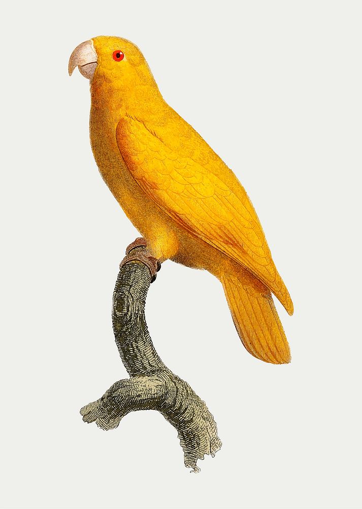 The Pacific parrotlet vintage illustration