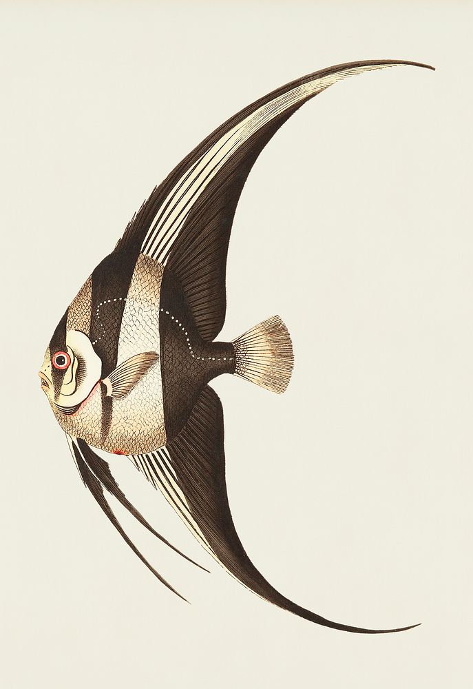 Long-finned Chaetodon illustration from The Naturalist's Miscellany (1789-1813) by George Shaw (1751-1813)
