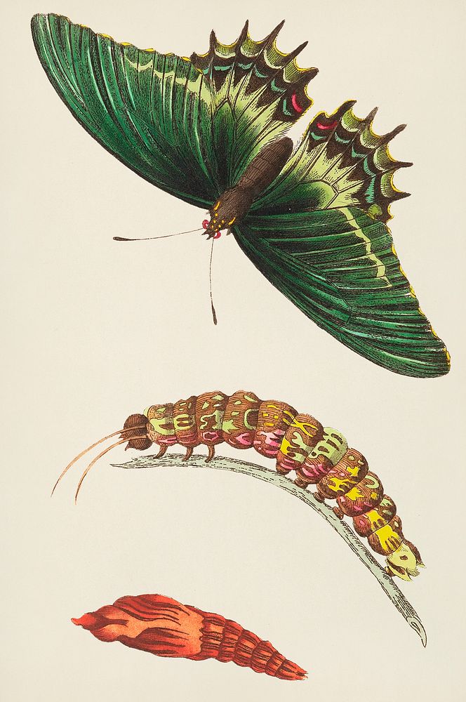 Androgeus swallowtail, queen page, or queen swallowtail life stages illustration from The Naturalist's Miscellany (1789…