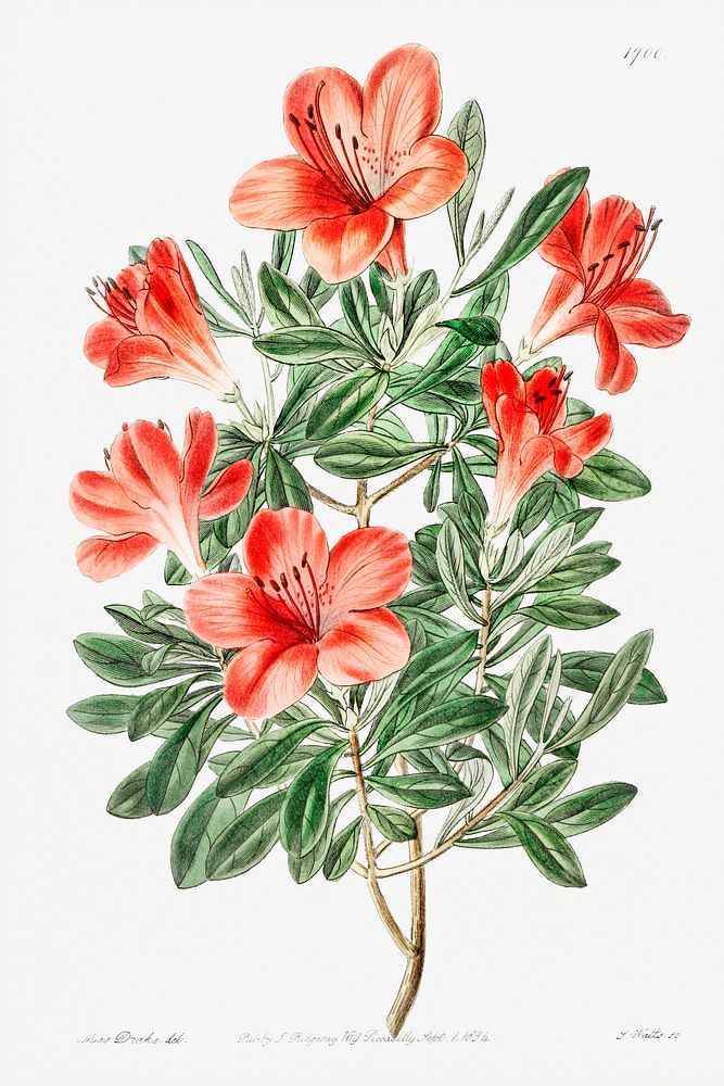 The brick-red Chinese azalea from Edwards&rsquo;s Botanical Register (1829&mdash;1847) by Sydenham Edwards, John Lindley…