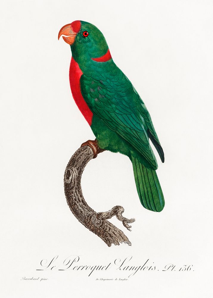 The Red-Fronted Parrot, Poicephalus gulielmi from Natural History of Parrots (1801&mdash;1805) by Francois Levaillant.…