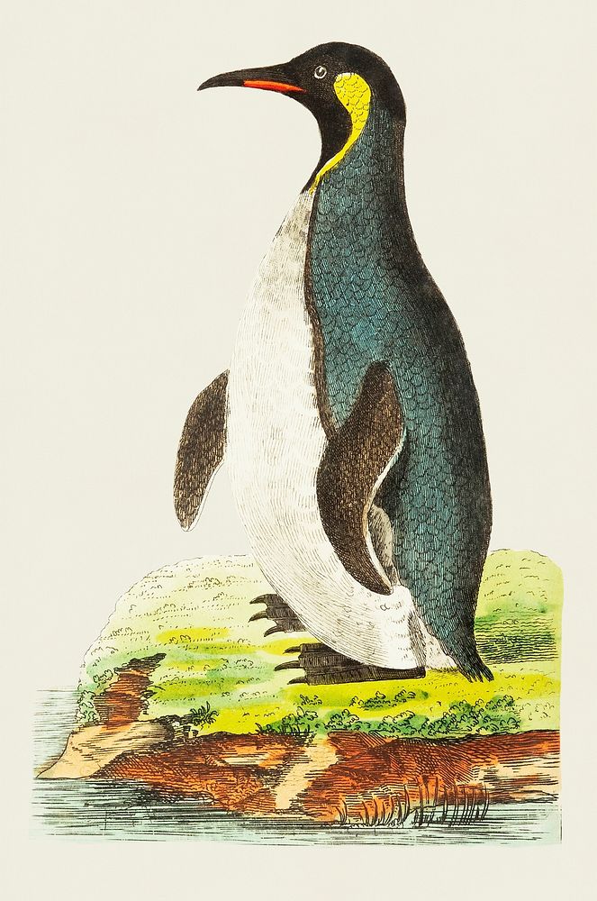 Pantagonian penguin or Cinereous-brown penguin illustration from The Naturalist's Miscellany (1789-1813) by George Shaw…