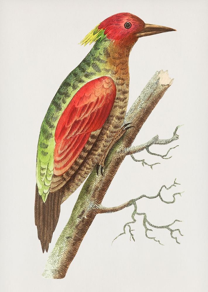 Vintage illustration of Red-winged woodpecker or Olive woodpecker