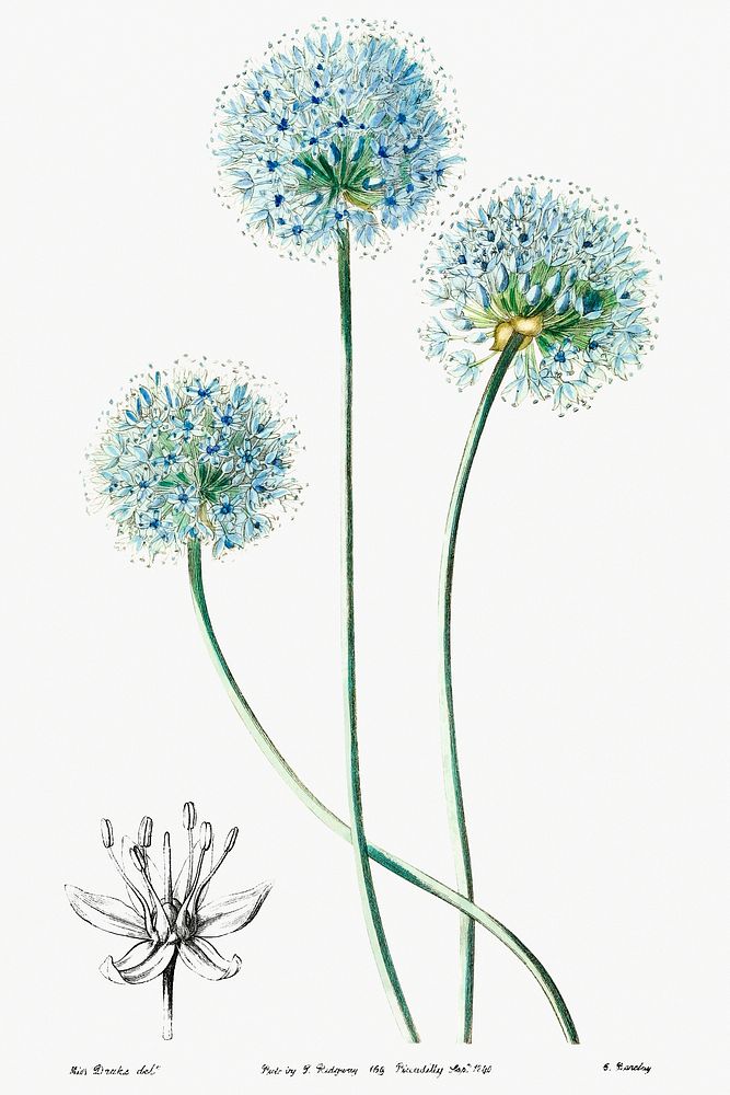 Blue leek from Edwards&rsquo;s Botanical Register (1829&mdash;1847) by Sydenham Edwards, John Lindley, and James Ridgway.