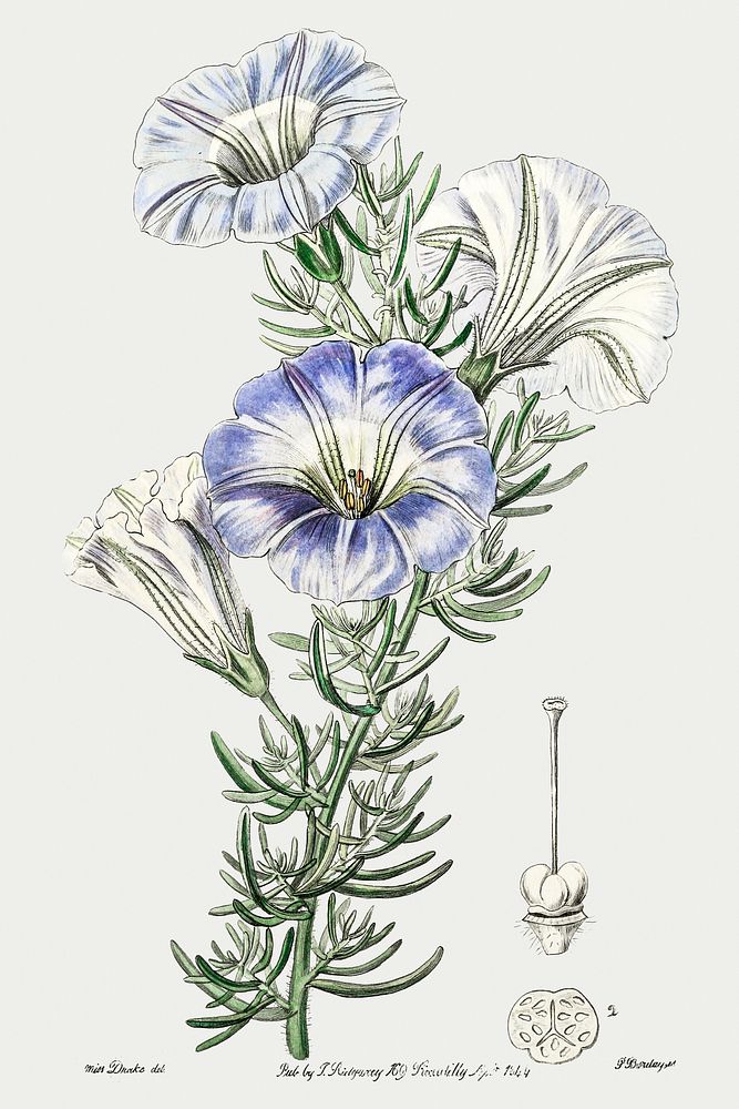 Sky blue alona from Edwards&rsquo;s Botanical Register (1829&mdash;1847) by Sydenham Edwards, John Lindley, and James…