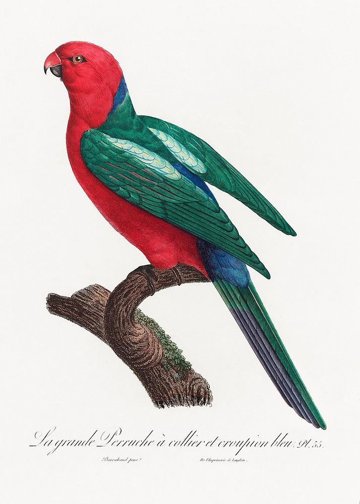 The Australian king parrot, Alisterus scapularis from Natural History of Parrots (1801&mdash;1805) by Francois Levaillant.…