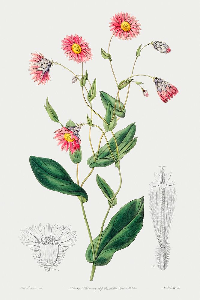 Captain Mangle's rhodanthe from Edwards&rsquo;s Botanical Register (1829&mdash;1847) by Sydenham Edwards, John Lindley, and…