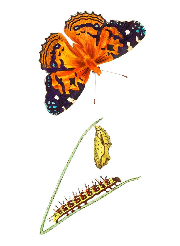 American painted lady Butterfly illustration from The Naturalist's Miscellany (1789-1813) by George Shaw (1751-1813)