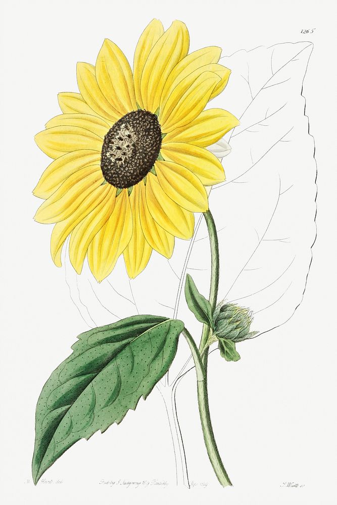 Californian Sunflower from Edwards&rsquo;s Botanical Register (1829&mdash;1847) by Sydenham Edwards, John Lindley, and James…