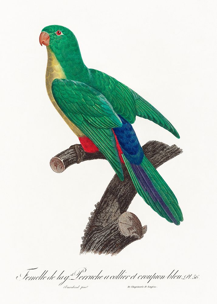 Crossbreed between rose-ringed parakeet and blue-rumped parrot, female from Natural History of Parrots (1801&mdash;1805) by…