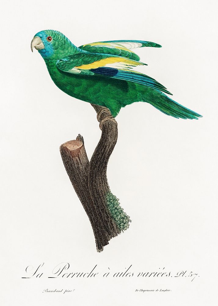 The white-winged parakeet, Brotogeris versicolurus from Natural History of Parrots (1801&mdash;1805) by Francois Levaillant.…