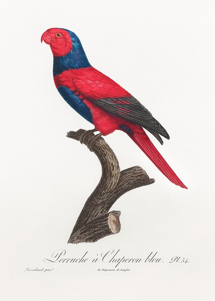 Violet-necked lory, Eos squamata from Natural History of Parrots (1801&mdash;1805) by Francois Levaillant. Original from the…