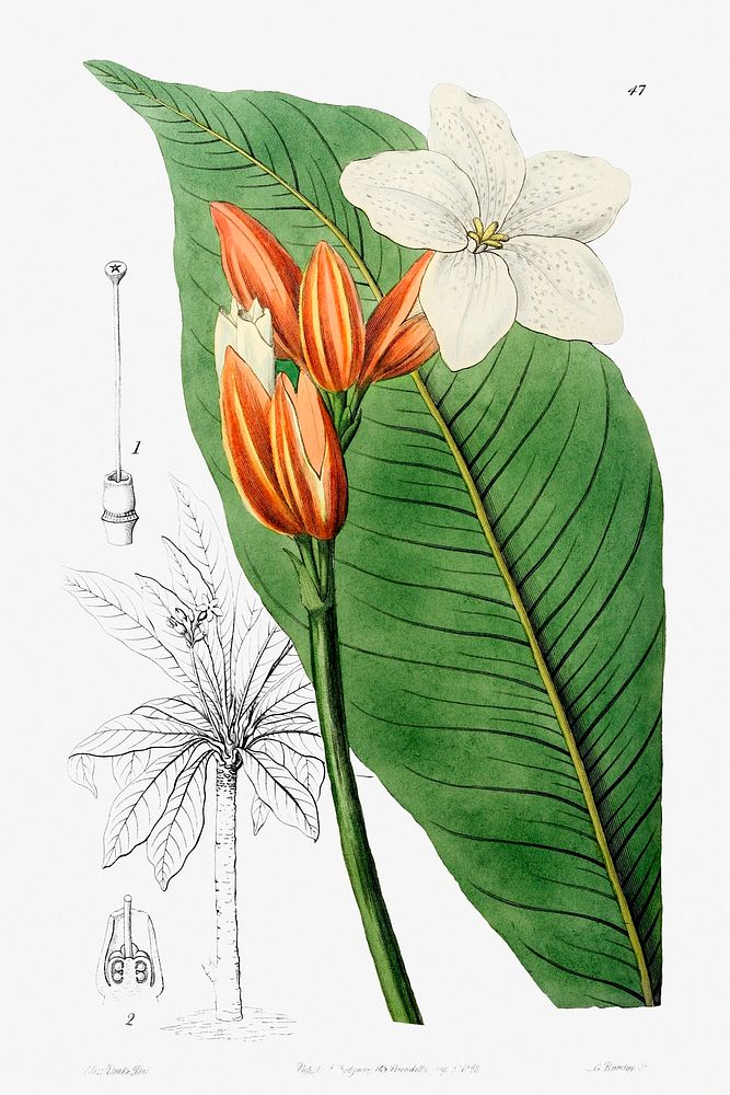 Brasilian red-coat from Edwards&rsquo;s Botanical Register (1829&mdash;1847) by Sydenham Edwards, John Lindley, and James…
