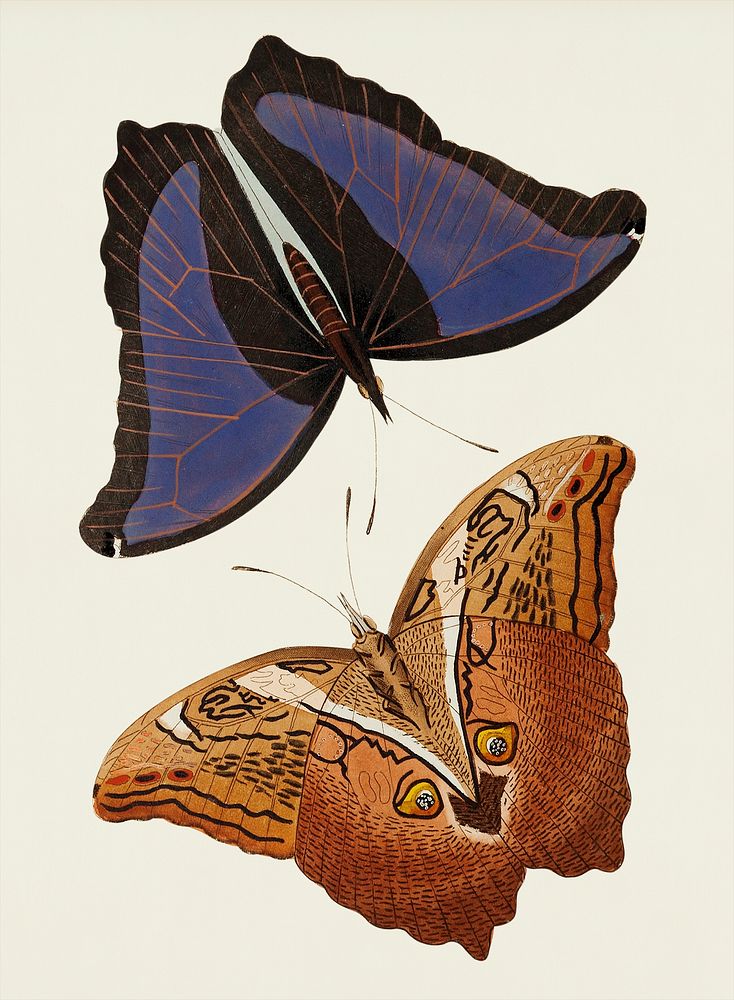Vintage illustration of Automedon giant owl butterflies