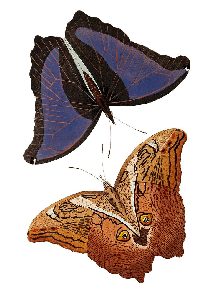 Automedon giant owl butterflies illustration from The Naturalist's Miscellany (1789-1813) by George Shaw (1751-1813)